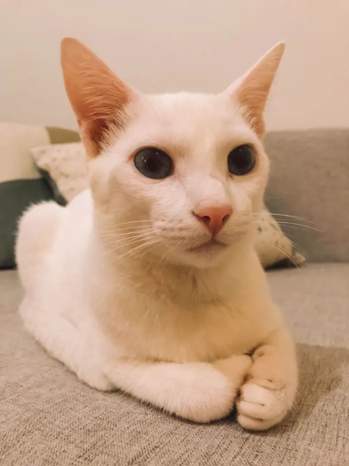 Gato ra a Srd idade 2 anos nome Apollo