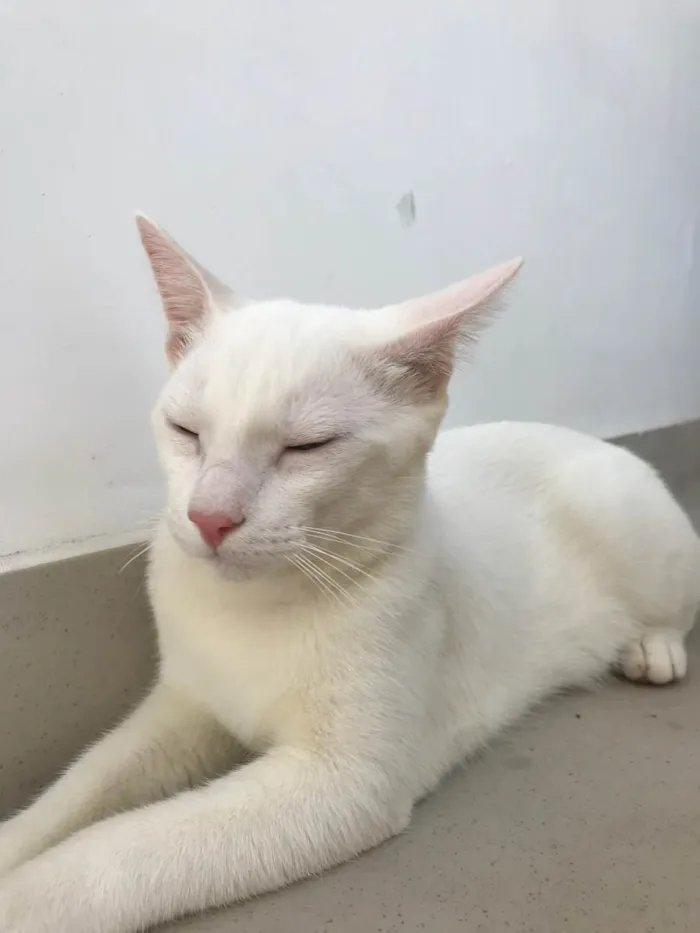 Gato ra a Srd idade 2 anos nome Apollo
