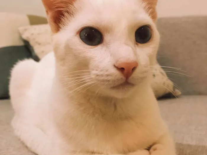 Gato ra a Srd idade 2 anos nome Apollo