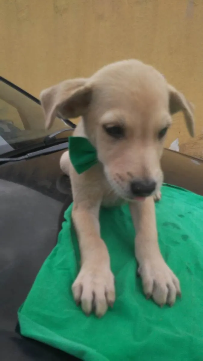 Cachorro ra a SRD-ViraLata idade 2 a 6 meses nome Fred