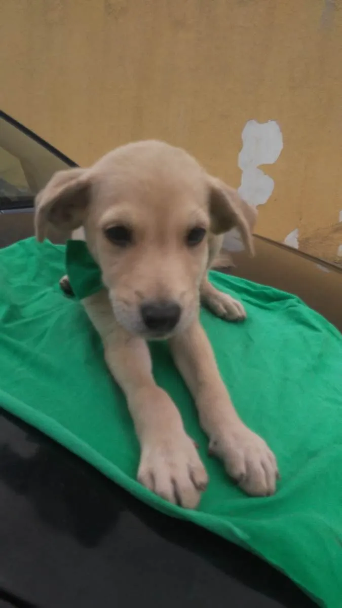 Cachorro ra a SRD-ViraLata idade 2 a 6 meses nome Fred