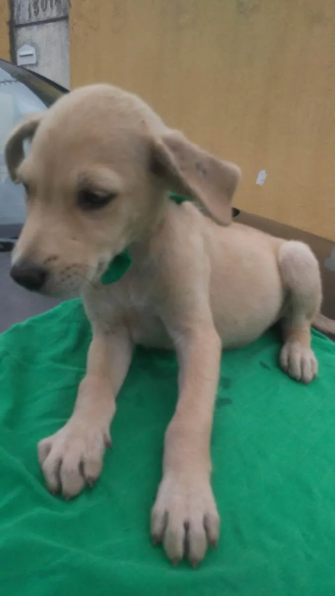 Cachorro ra a SRD-ViraLata idade 2 a 6 meses nome Fred