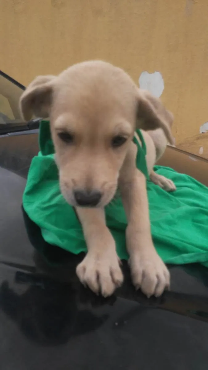Cachorro ra a SRD-ViraLata idade 2 a 6 meses nome Fred