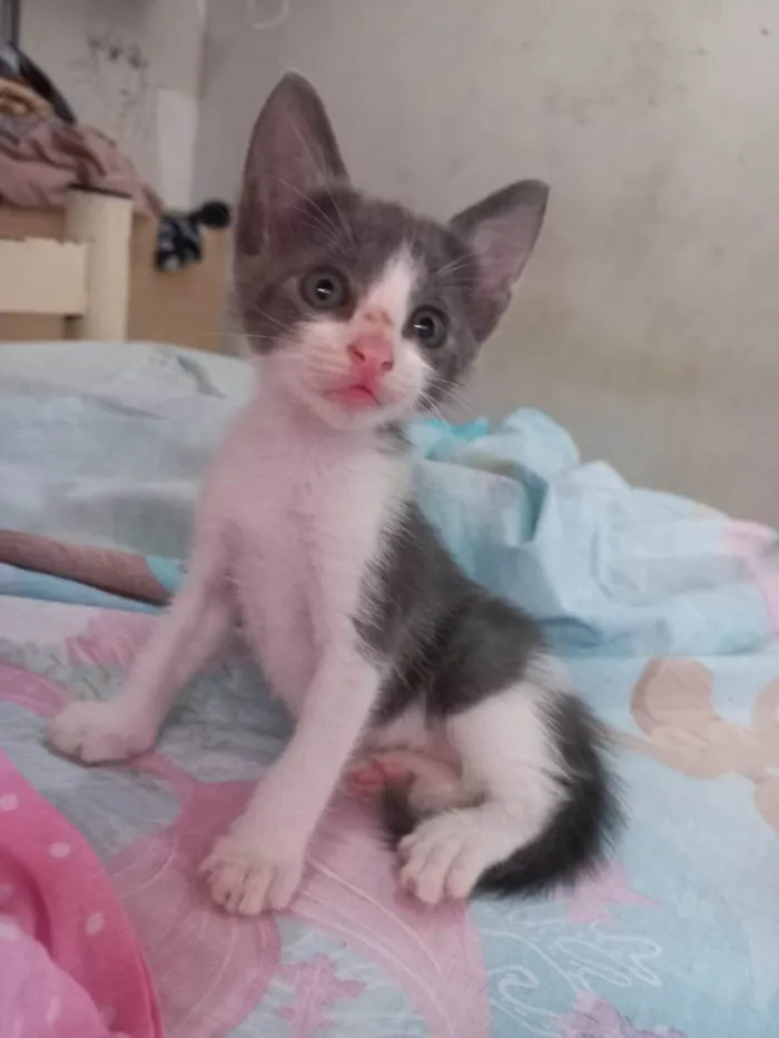 Gato ra a Comum idade 2 a 6 meses nome Manda chuva