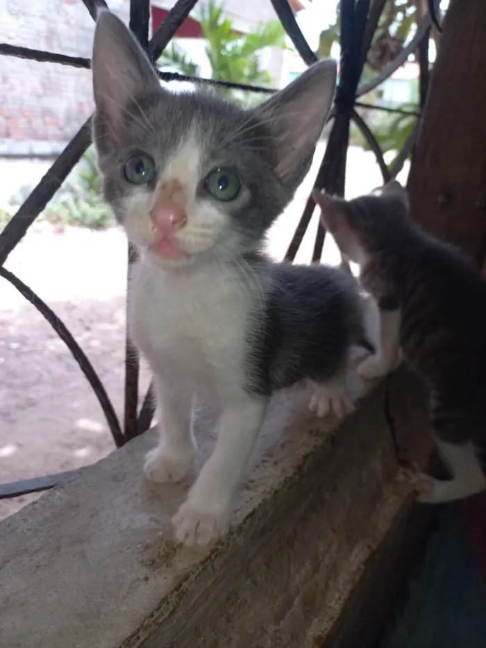 Gato ra a Comum idade 2 a 6 meses nome Manda chuva