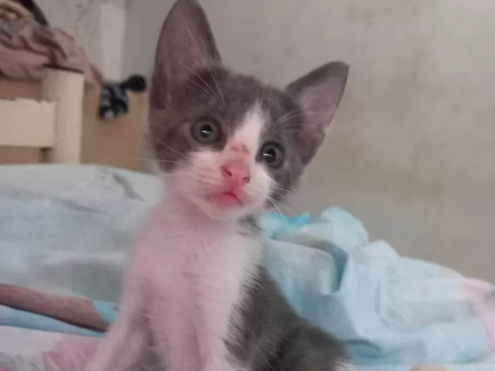 Gato ra a Comum idade 2 a 6 meses nome Manda chuva