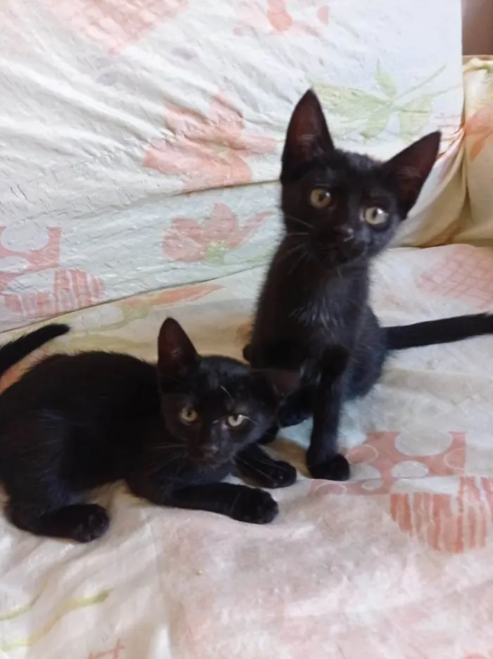 Gato raça Comum  idade Abaixo de 2 meses nome Amora 