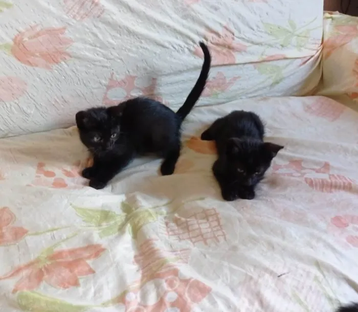 Gato raça Comum  idade Abaixo de 2 meses nome Amora 