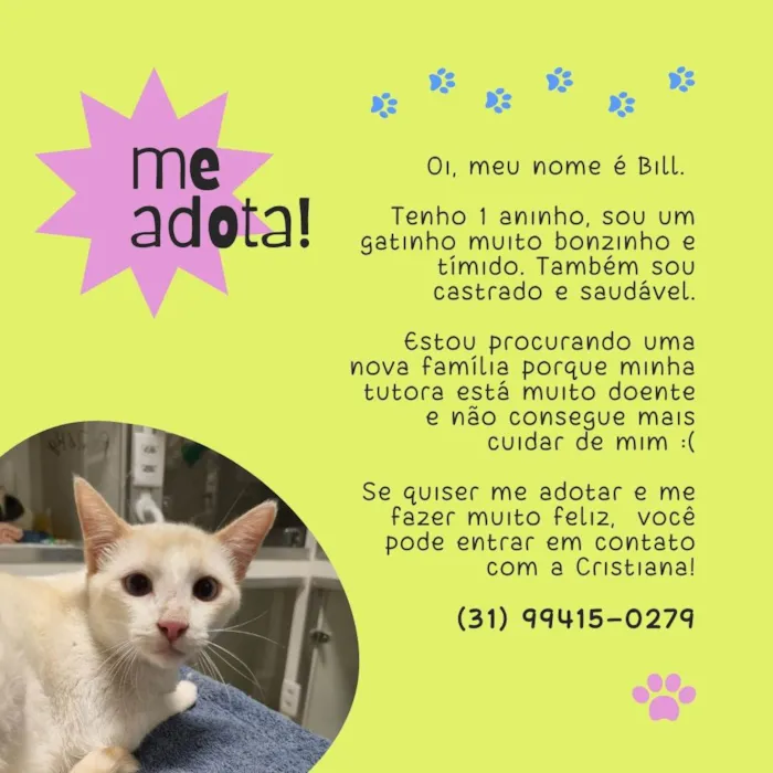 Gato ra a SRD-ViraLata idade 1 ano nome Bill