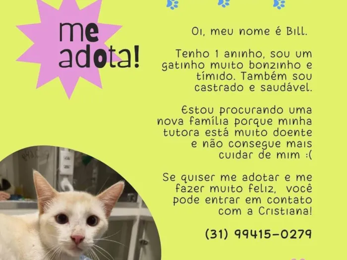 Gato ra a SRD-ViraLata idade 1 ano nome Bill