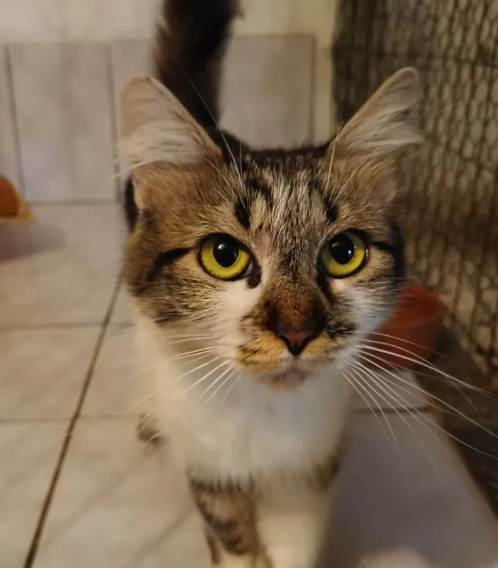 Gato raça SRD idade 1 ano nome Sem nome