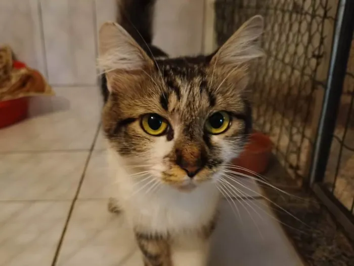 Gato raça SRD idade 1 ano nome Sem nome