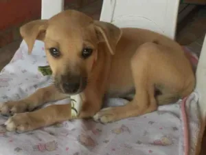 Cachorro raça Comum idade 2 a 6 meses nome Toddy 2