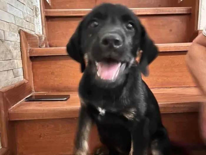 Cachorro raça SRD-ViraLata idade 2 a 6 meses nome Ainda sem nome 