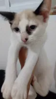 Gato raça SRD-ViraLata idade 2 a 6 meses nome Sem nome 
