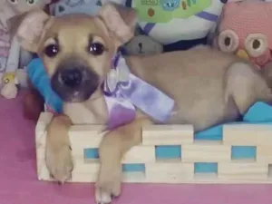 Cachorro raça SRD-ViraLata idade 2 a 6 meses nome Luna
