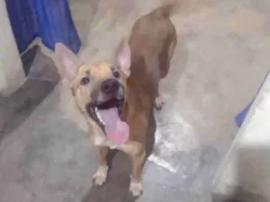 Cachorro raça SRD-ViraLata idade 2 anos nome Mero