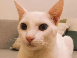 Gato raça Srd idade 2 anos nome Apollo