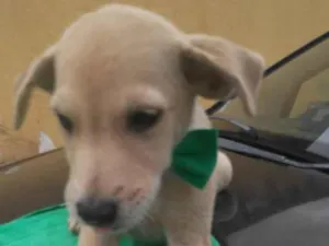 Cachorro raça SRD-ViraLata idade 2 a 6 meses nome Fred