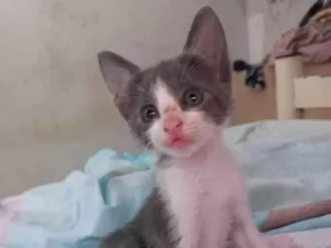 Gato raça Comum idade 2 a 6 meses nome Manda chuva
