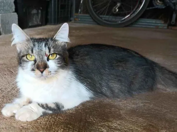 Gato raça SRD idade 1 ano nome Sem nome