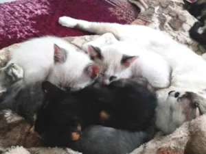 Gato raça SRD-ViraLata idade 2 a 6 meses nome Sem nome 