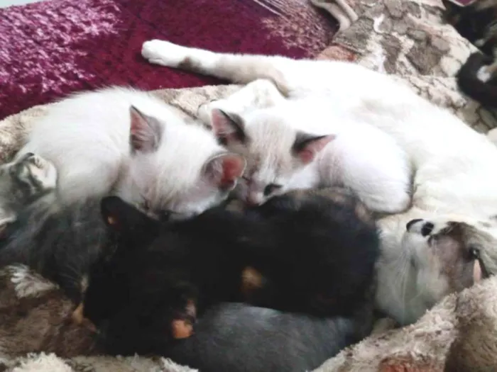 Gato raça SRD-ViraLata idade 2 a 6 meses nome Sem nome 