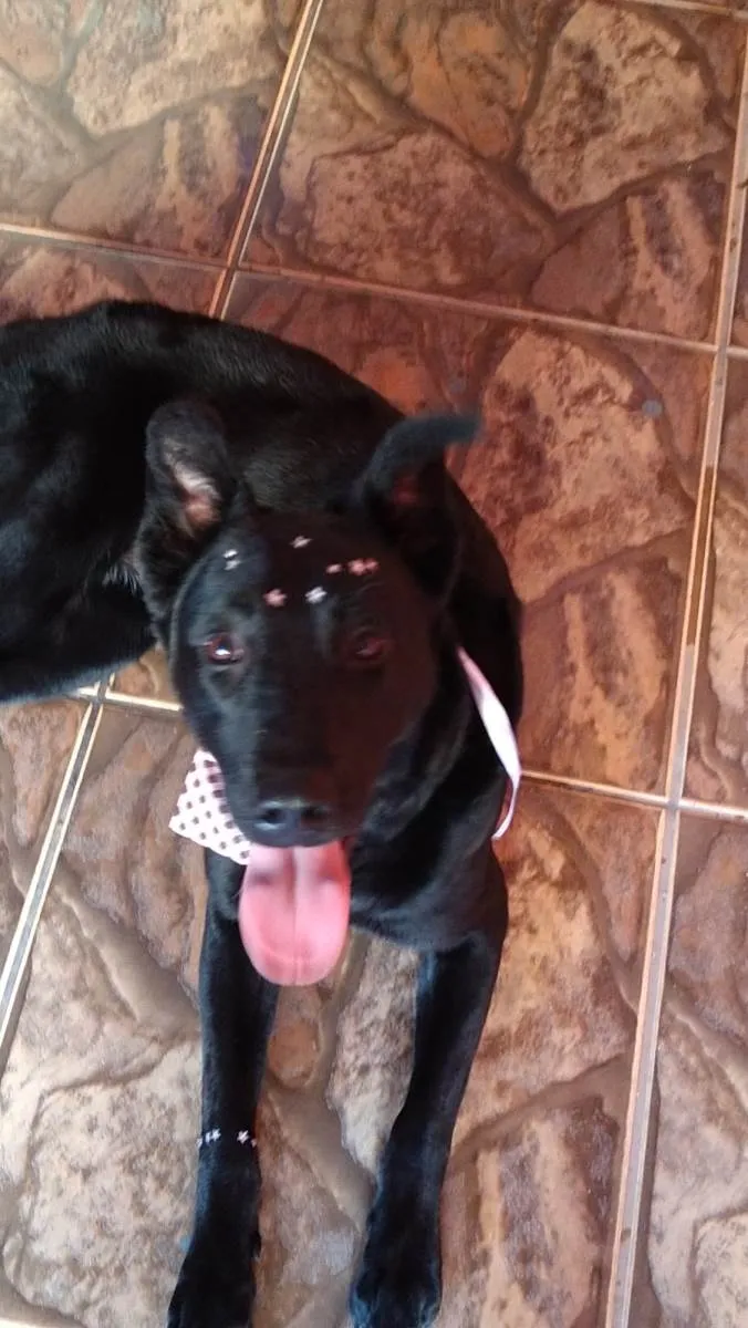 Cachorro ra a DRD idade 1 ano nome Maya