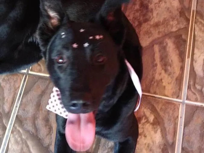 Cachorro ra a DRD idade 1 ano nome Maya