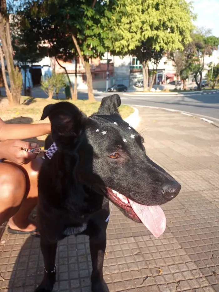 Cachorro ra a DRD idade 1 ano nome Maya
