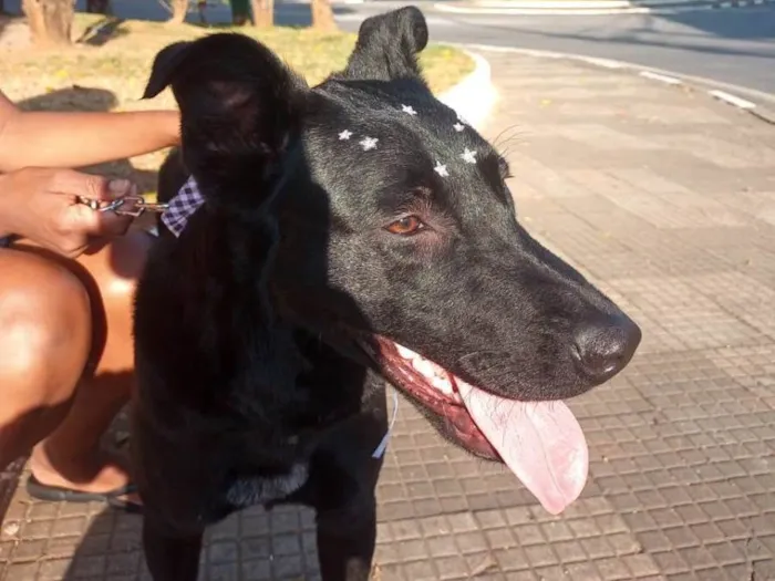 Cachorro ra a DRD idade 1 ano nome Maya