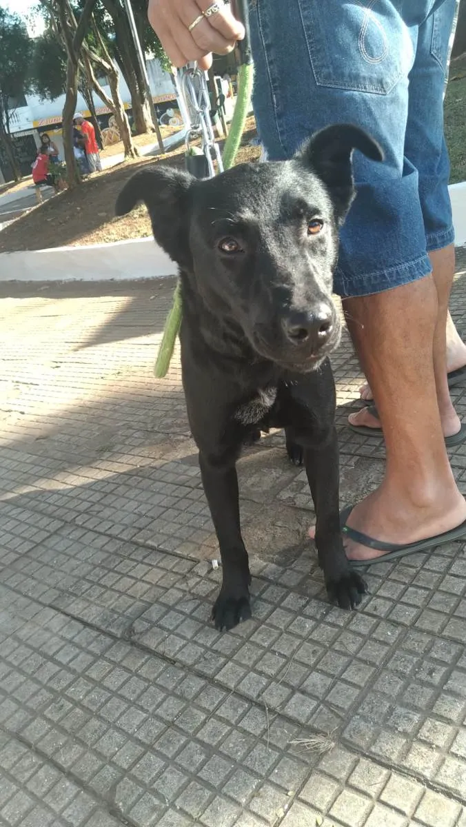 Cachorro ra a DRD idade 1 ano nome Maya