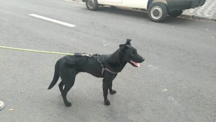 Cachorro ra a DRD idade 1 ano nome Maya