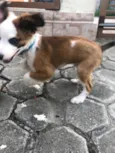 Guizmo