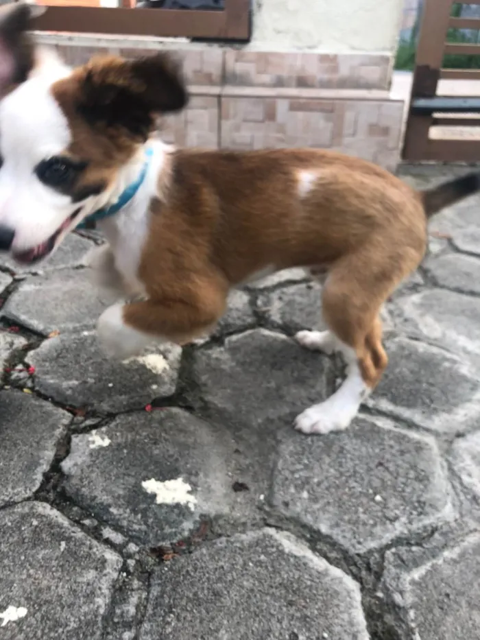 Cachorro raça SRD-ViraLata idade 2 a 6 meses nome Guizmo