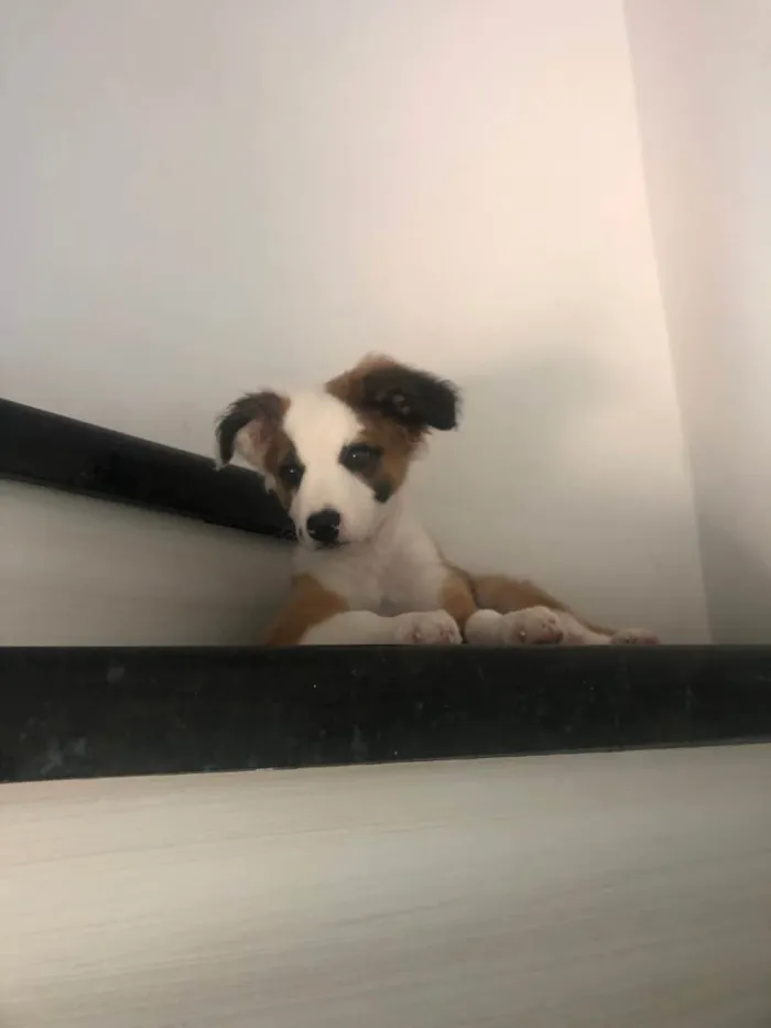 Cachorro raça SRD-ViraLata idade 2 a 6 meses nome Guizmo