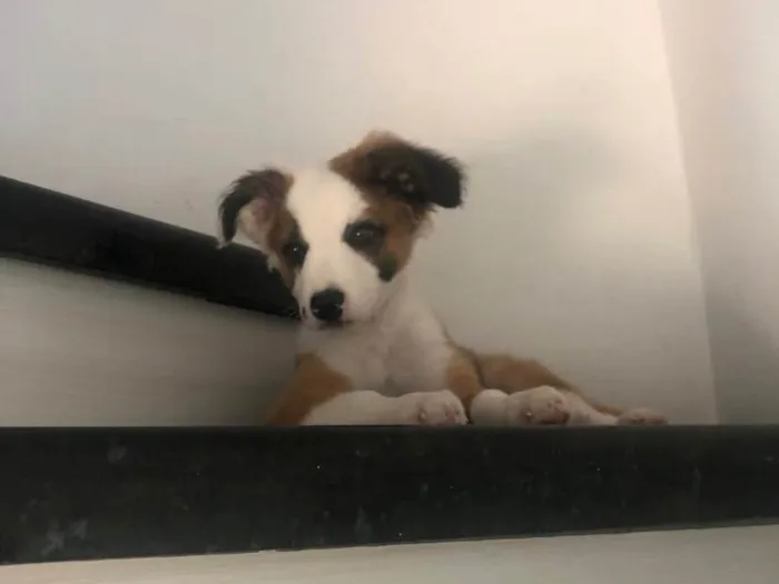 Cachorro raça SRD-ViraLata idade 2 a 6 meses nome Guizmo