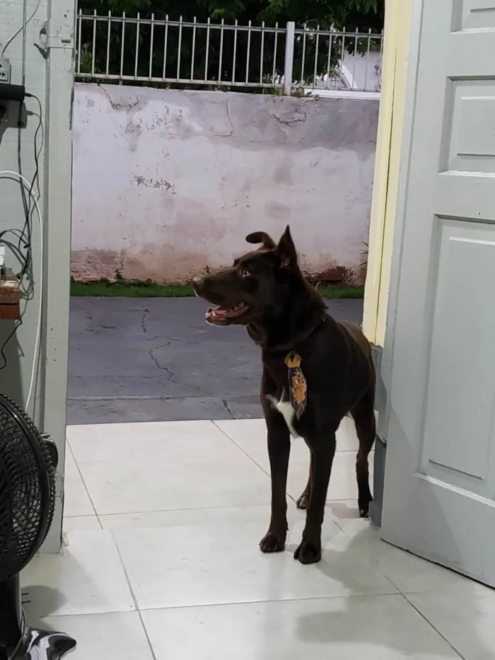 Cachorro ra a Labrador idade 2 anos nome Jeck