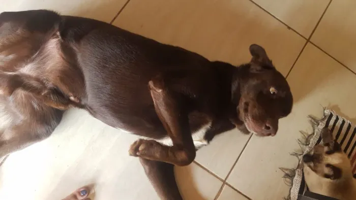 Cachorro ra a Labrador idade 2 anos nome Jeck