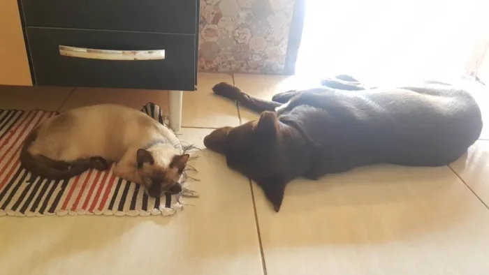 Cachorro ra a Labrador idade 2 anos nome Jeck