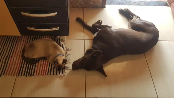 Cachorro ra a Labrador idade 2 anos nome Jeck