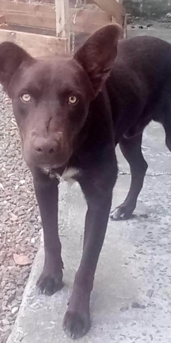 Cachorro ra a Labrador idade 2 anos nome Jeck