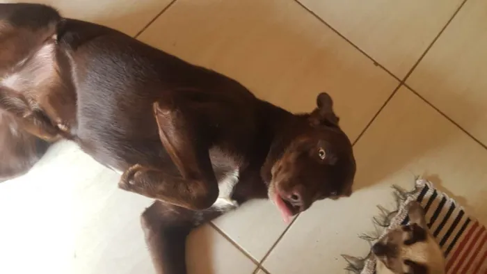 Cachorro ra a Labrador idade 2 anos nome Jeck