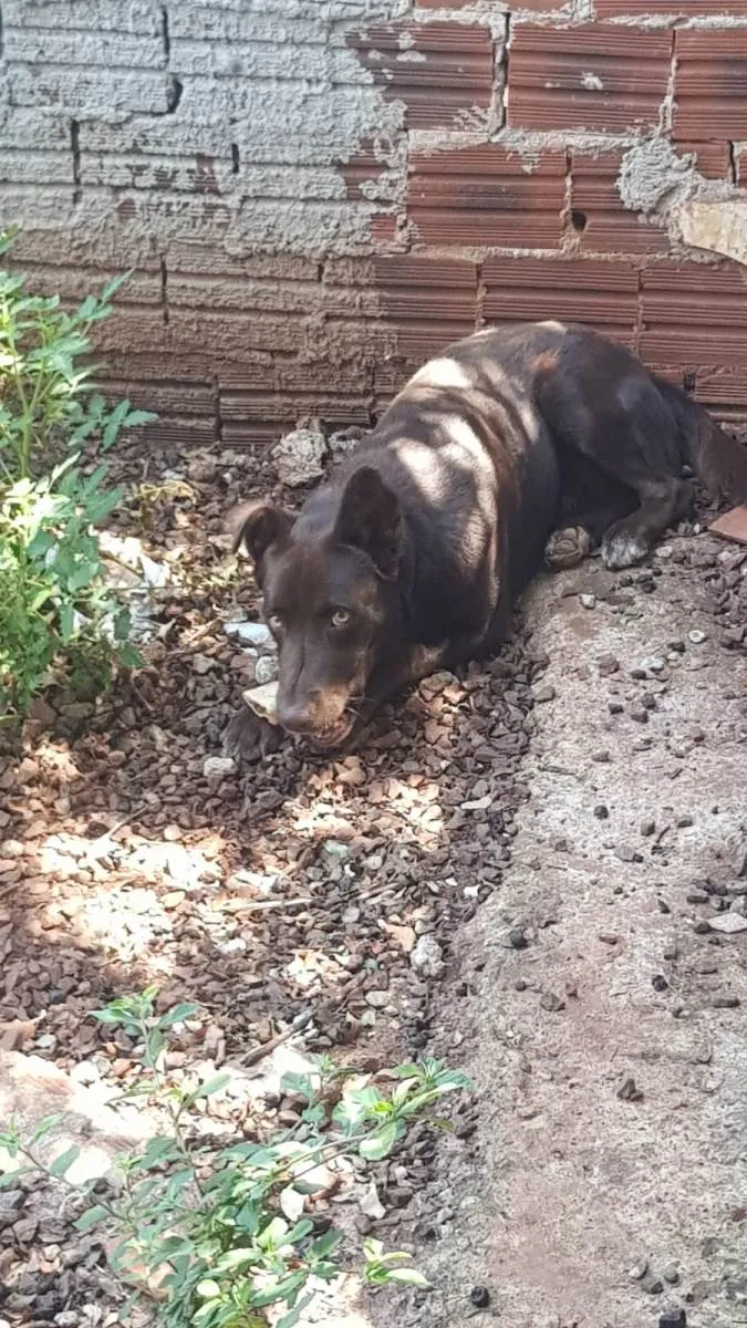 Cachorro ra a Labrador idade 2 anos nome Jeck