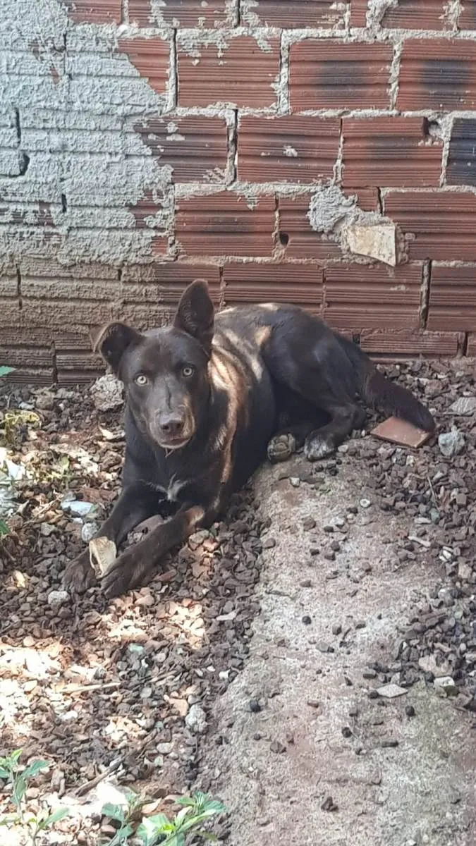 Cachorro ra a Labrador idade 2 anos nome Jeck