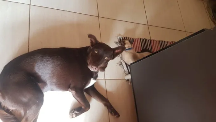 Cachorro ra a Labrador idade 2 anos nome Jeck