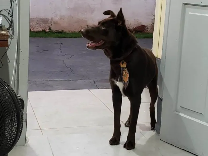 Cachorro ra a Labrador idade 2 anos nome Jeck