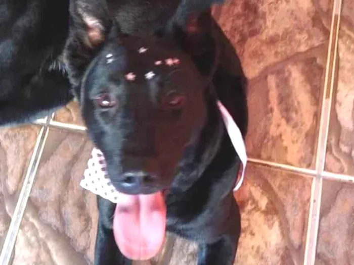 Cachorro ra a DRD idade 1 ano nome Maya