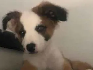 Cachorro raça SRD-ViraLata idade 2 a 6 meses nome Guizmo