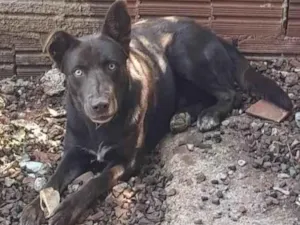 Cachorro raça Labrador idade 2 anos nome Jeck